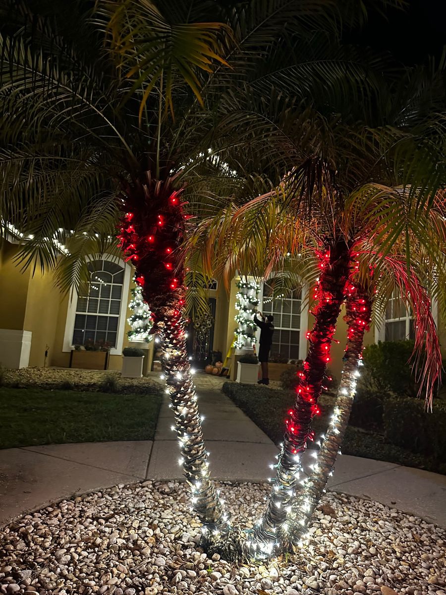 Palm trees wrapped in red and white lights